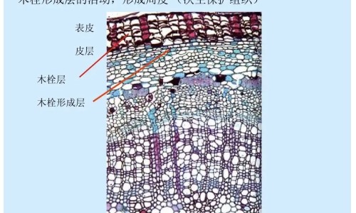 权威去脸上的角质怎么去掉平台,分享专业去脸上角质有什么好处知识_脸上去角质的正确方法网